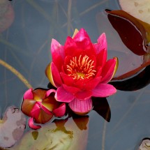 Another beautiful rose of Bergen